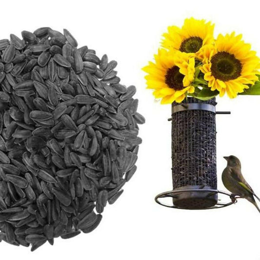 Sunflower Black Seeds for Budgies Cockatiel Fisher & Small Parrots - 500 Grams - ValueBox